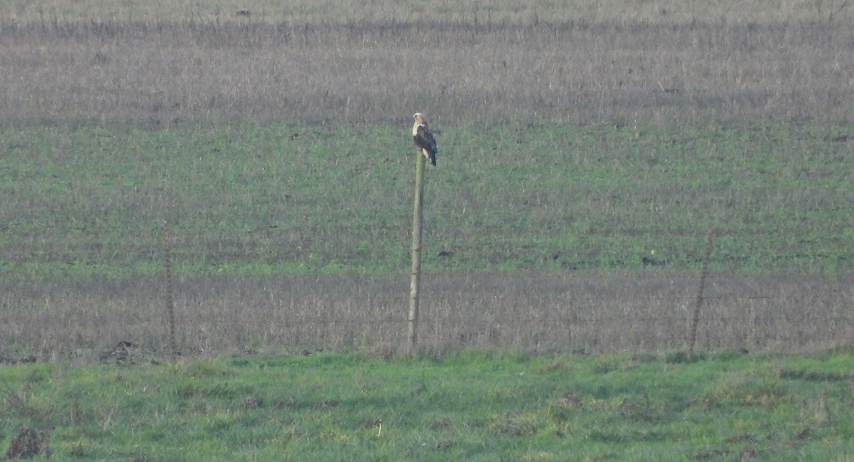 Rough-legged Hawk - ML646433790