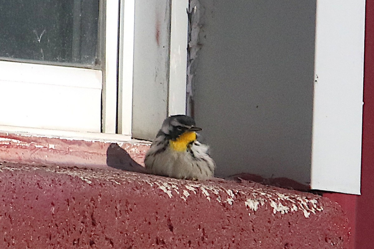 gulstrupeparula - ML646433791