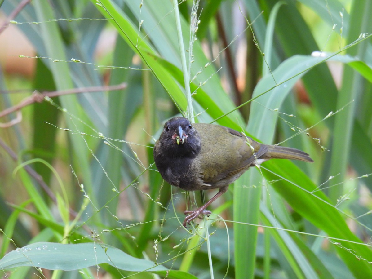 skifergresspurv - ML646433792