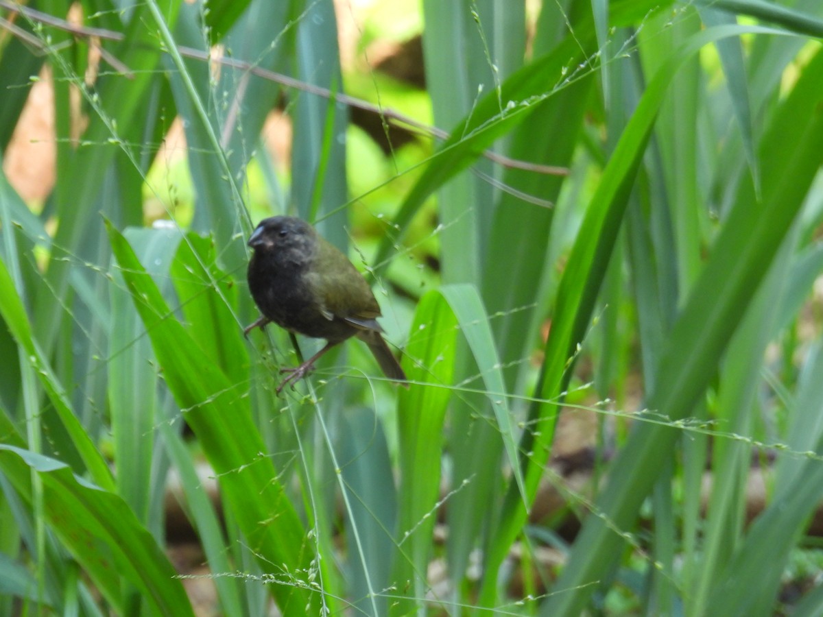 skifergresspurv - ML646433793