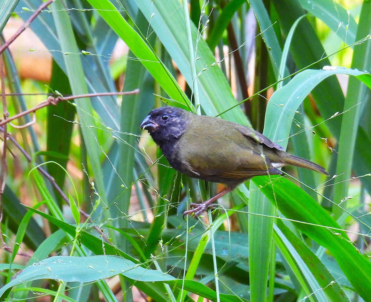 skifergresspurv - ML646433794