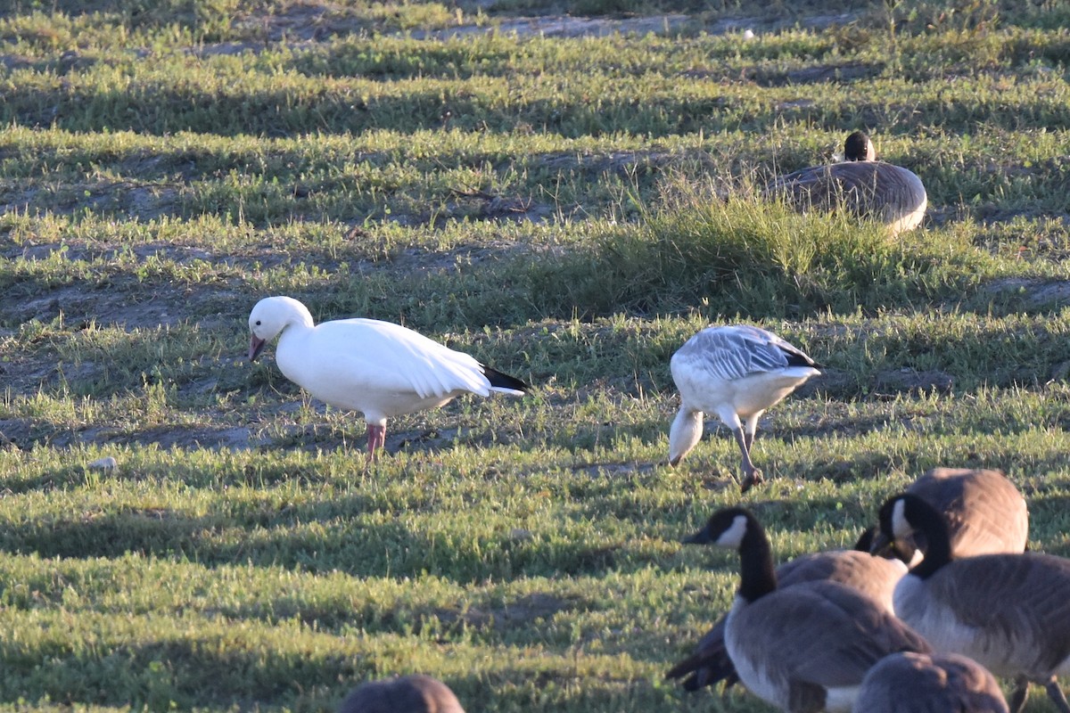 snøgås - ML646433795