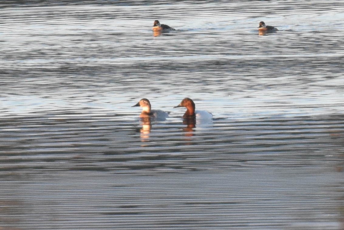 kanvasand - ML646433796