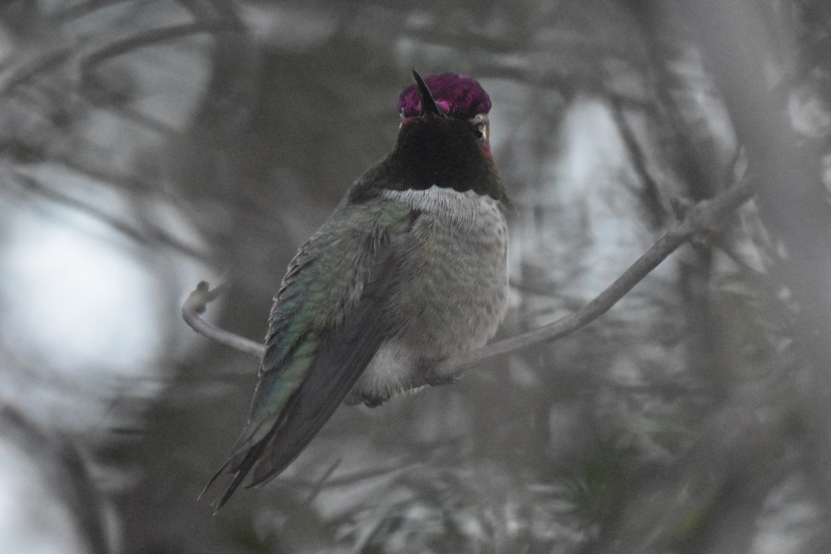 rødmaskekolibri - ML646433797
