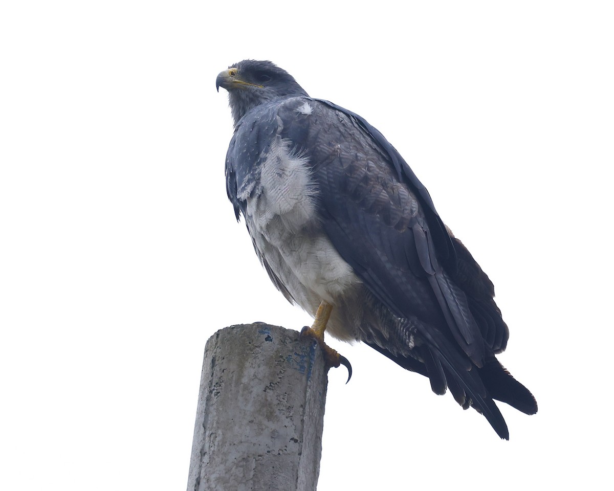 høvdingvåk - ML646433798