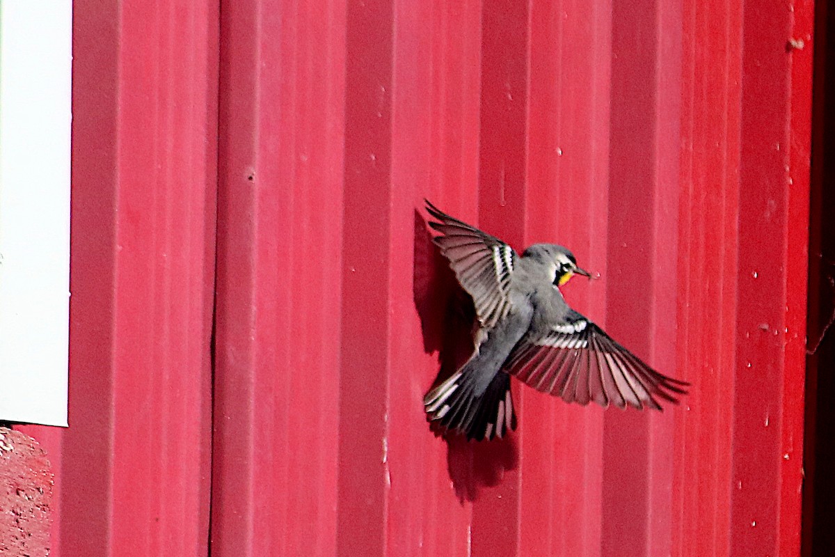 gulstrupeparula - ML646433800