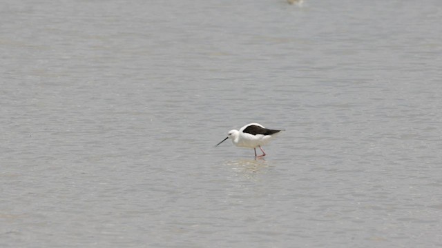 Banded Stilt - ML646433801