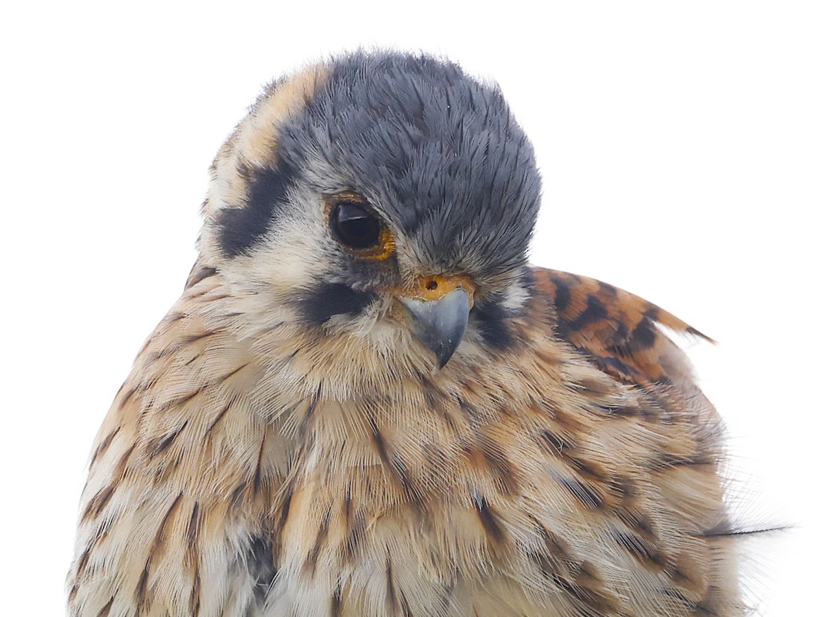 spurvefalk (cinnamominus gr.) - ML646433803