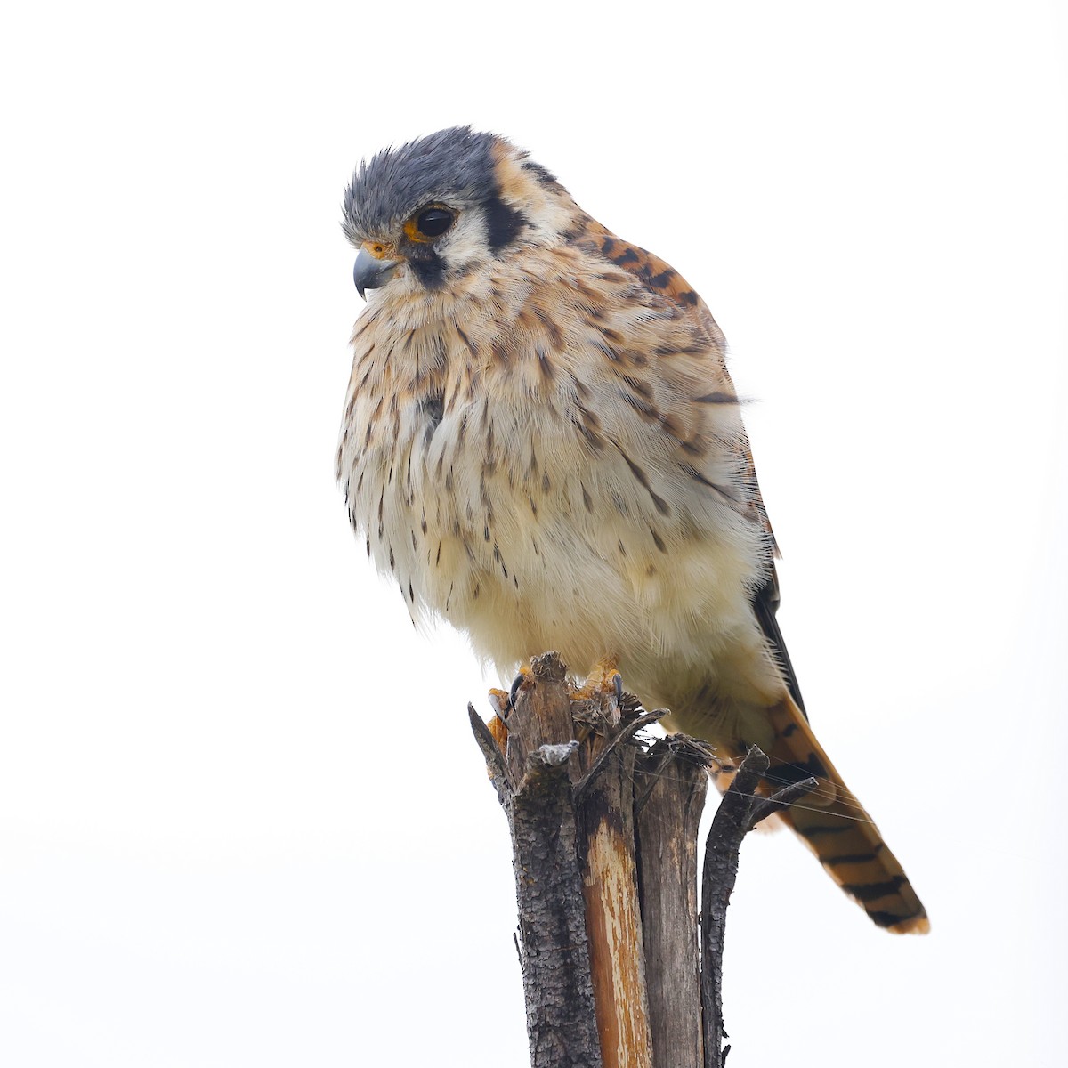 spurvefalk (cinnamominus gr.) - ML646433804