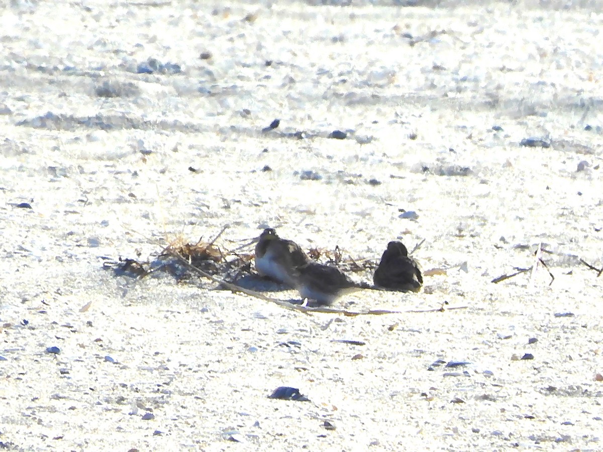 fjellerke - ML646433805