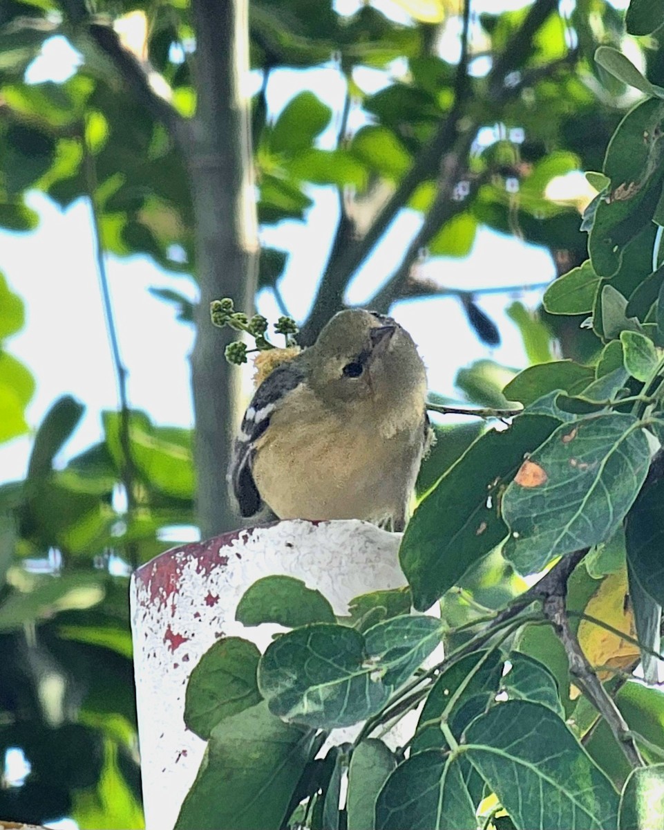 kastanjeparula - ML646433806