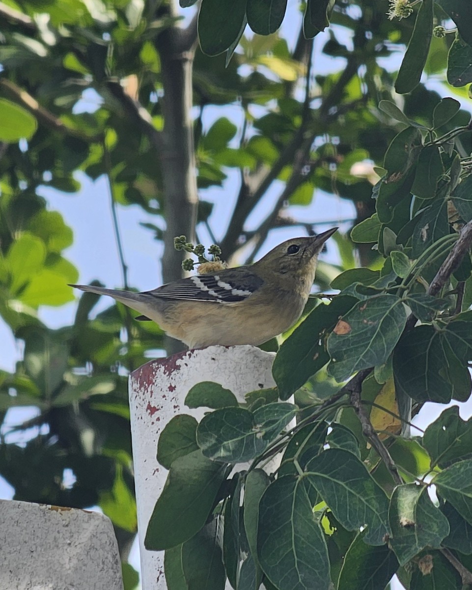 kastanjeparula - ML646433807