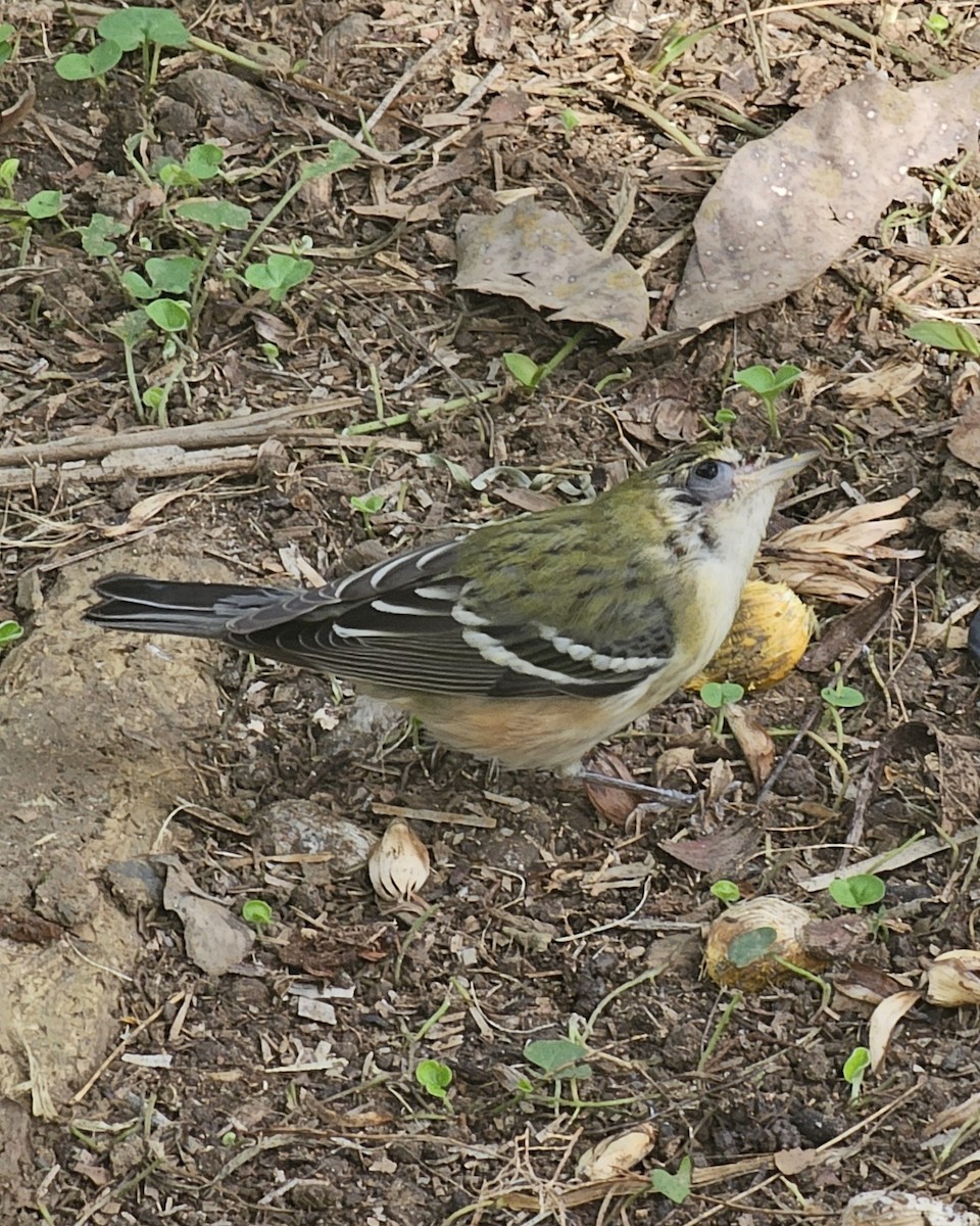 kastanjeparula - ML646433808