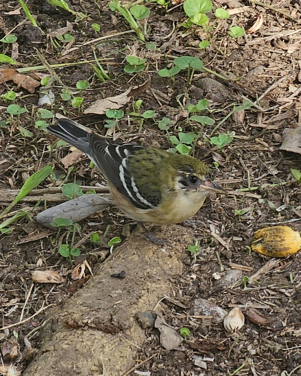 kastanjeparula - ML646433809