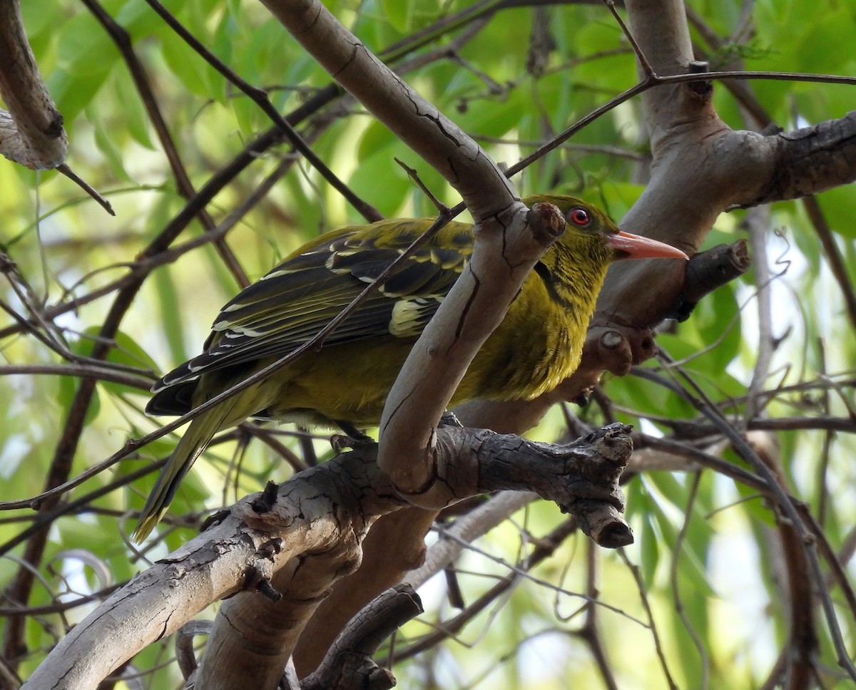 Mangrovepirol - ML646433811