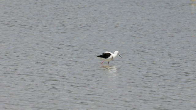 Banded Stilt - ML646433812