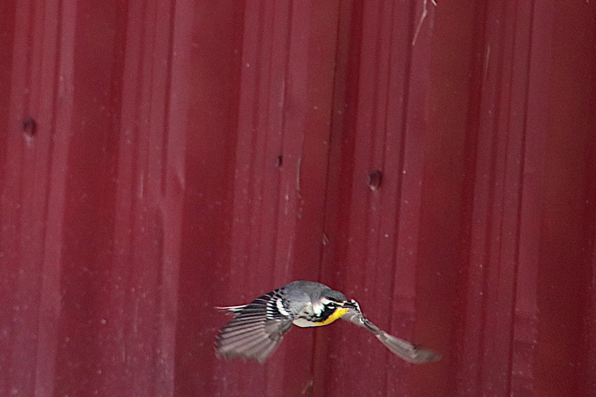 gulstrupeparula - ML646433813