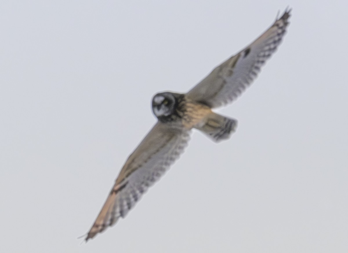 jordugle - ML646433814