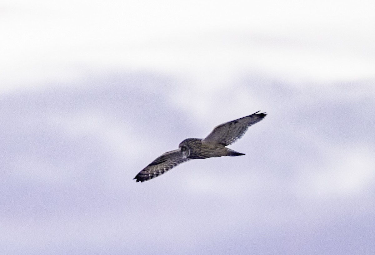 jordugle - ML646433815