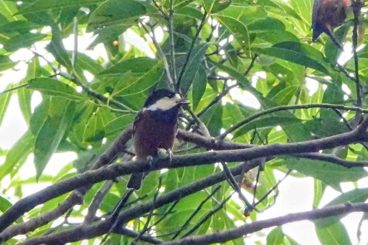 kastanjebukmeis - ML646433816