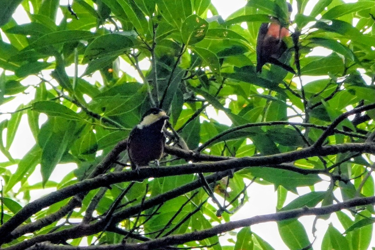 kastanjebukmeis - ML646433817