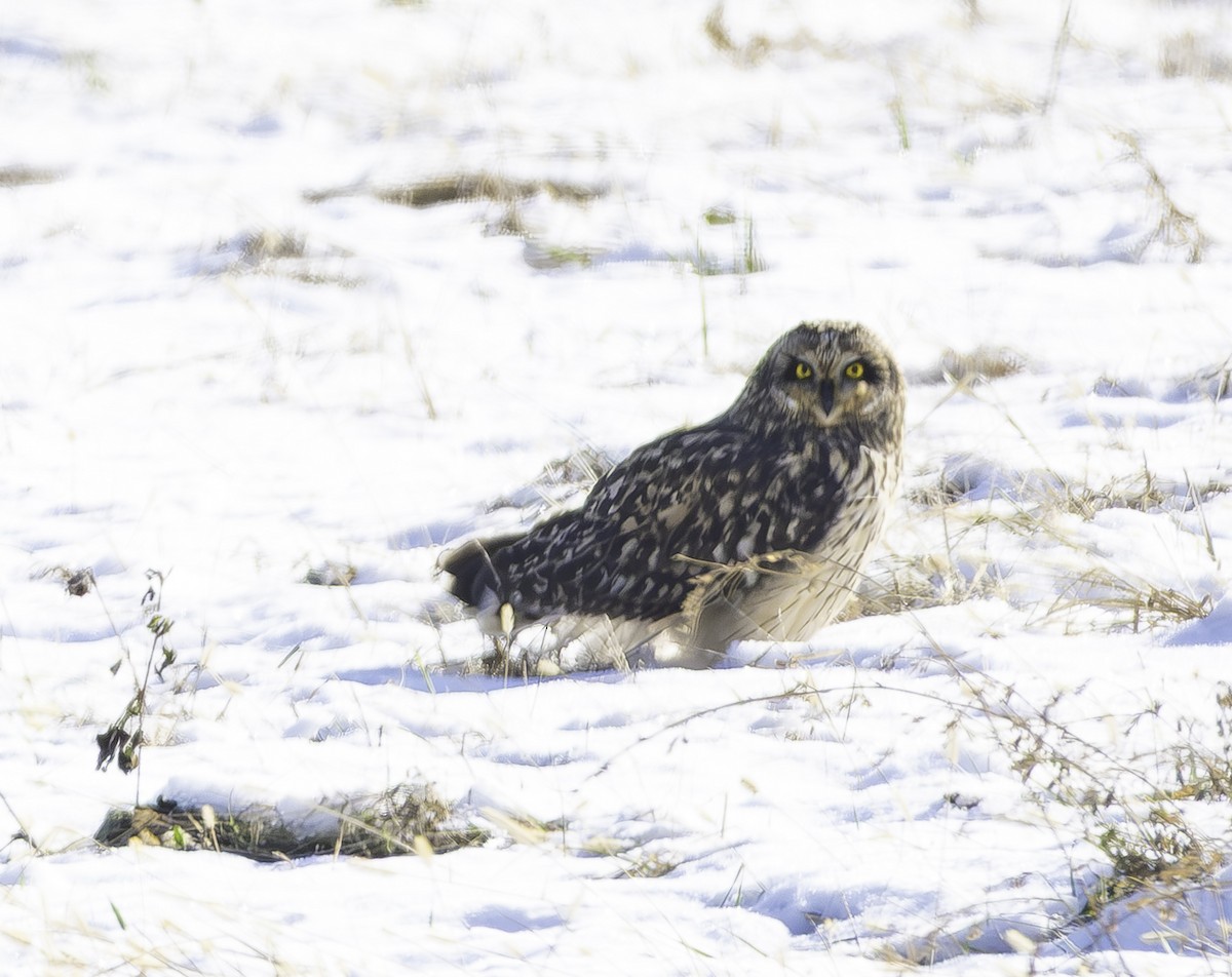 jordugle - ML646433818