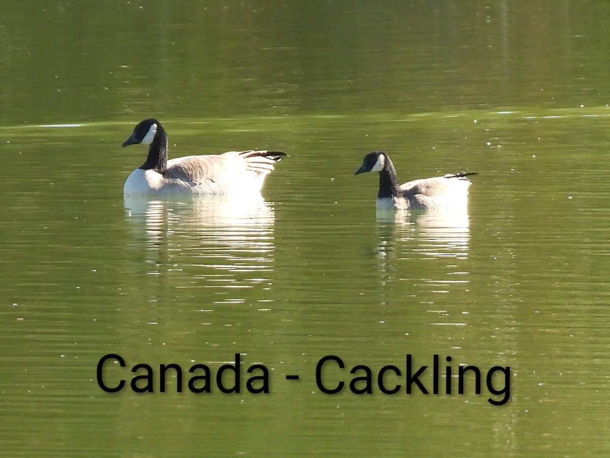 polargås - ML646433819