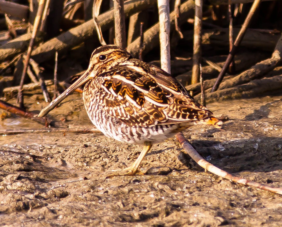 Wilson's Snipe - ML646433820
