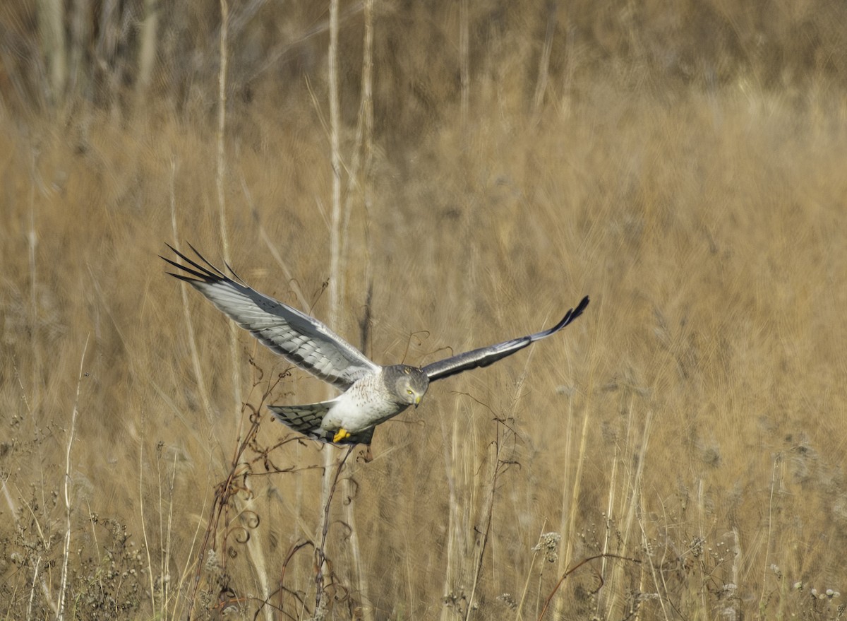 Northern Harrier - ML646433821