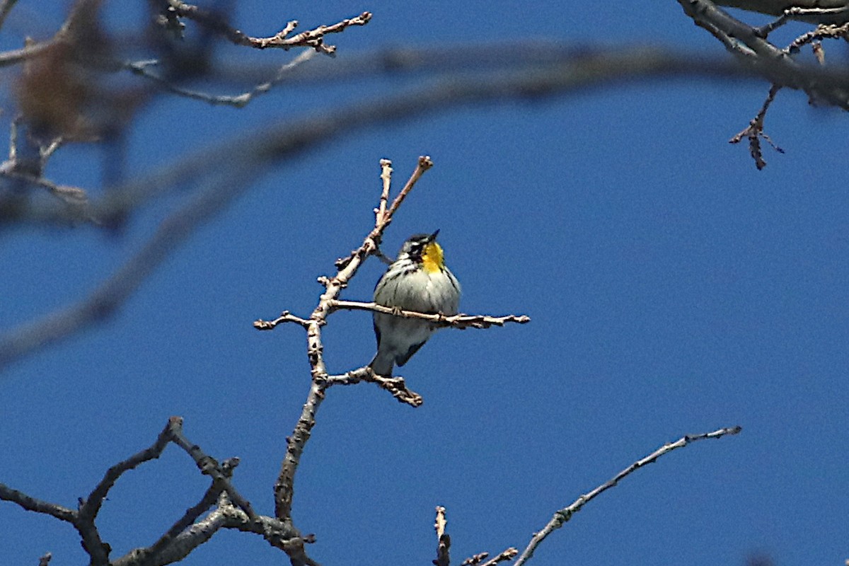 Goldkehl-Waldsänger - ML646433822