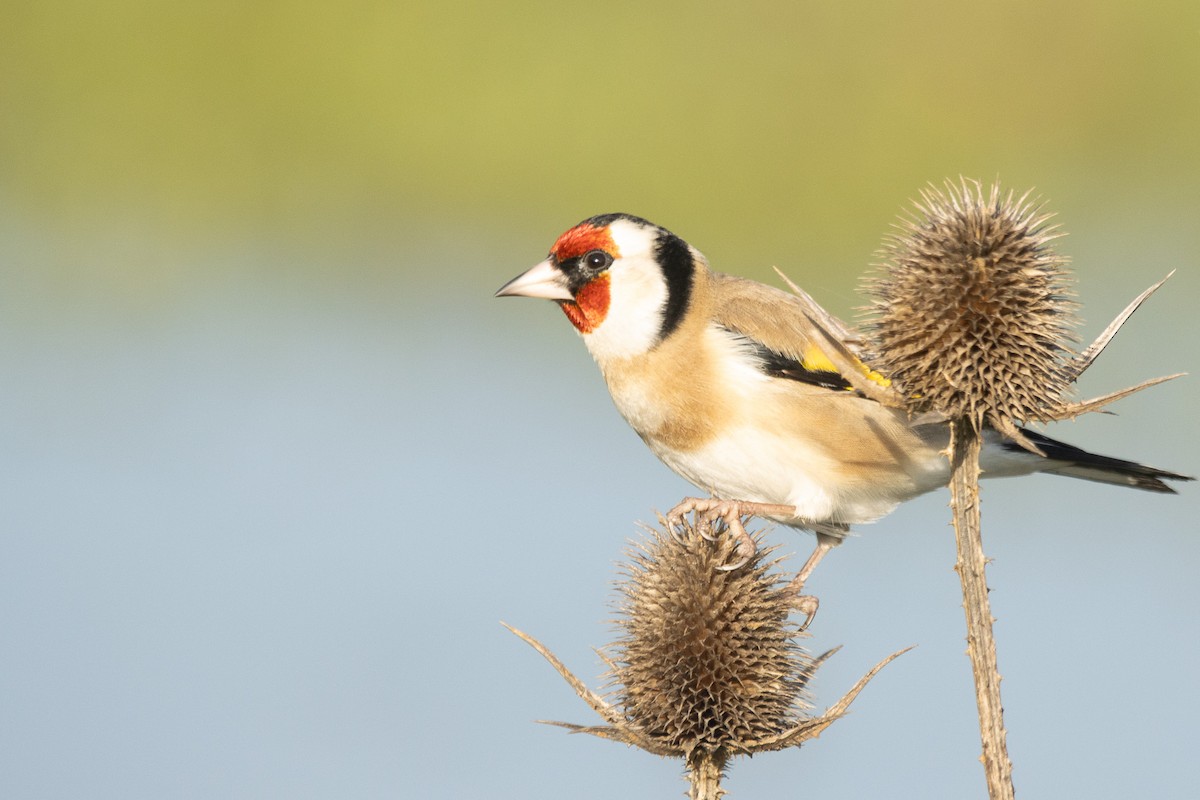 European Goldfinch - ML646433824