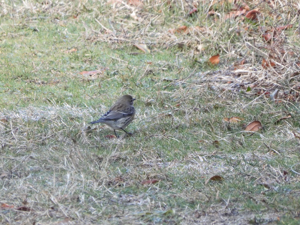 Yellow-rumped Warbler - ML646433826
