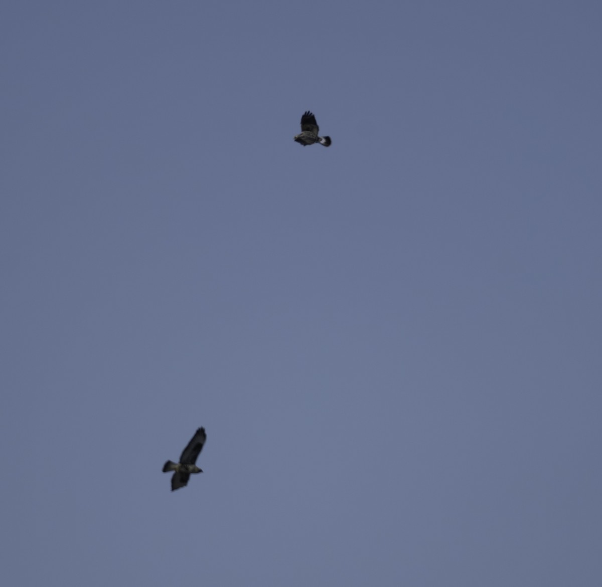 Rough-legged Hawk - ML646433827
