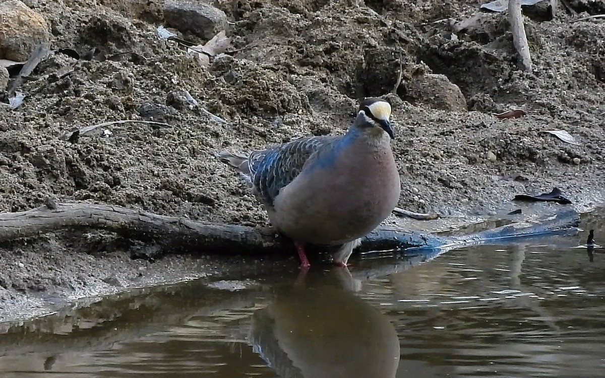 Common Bronzewing - ML646433828