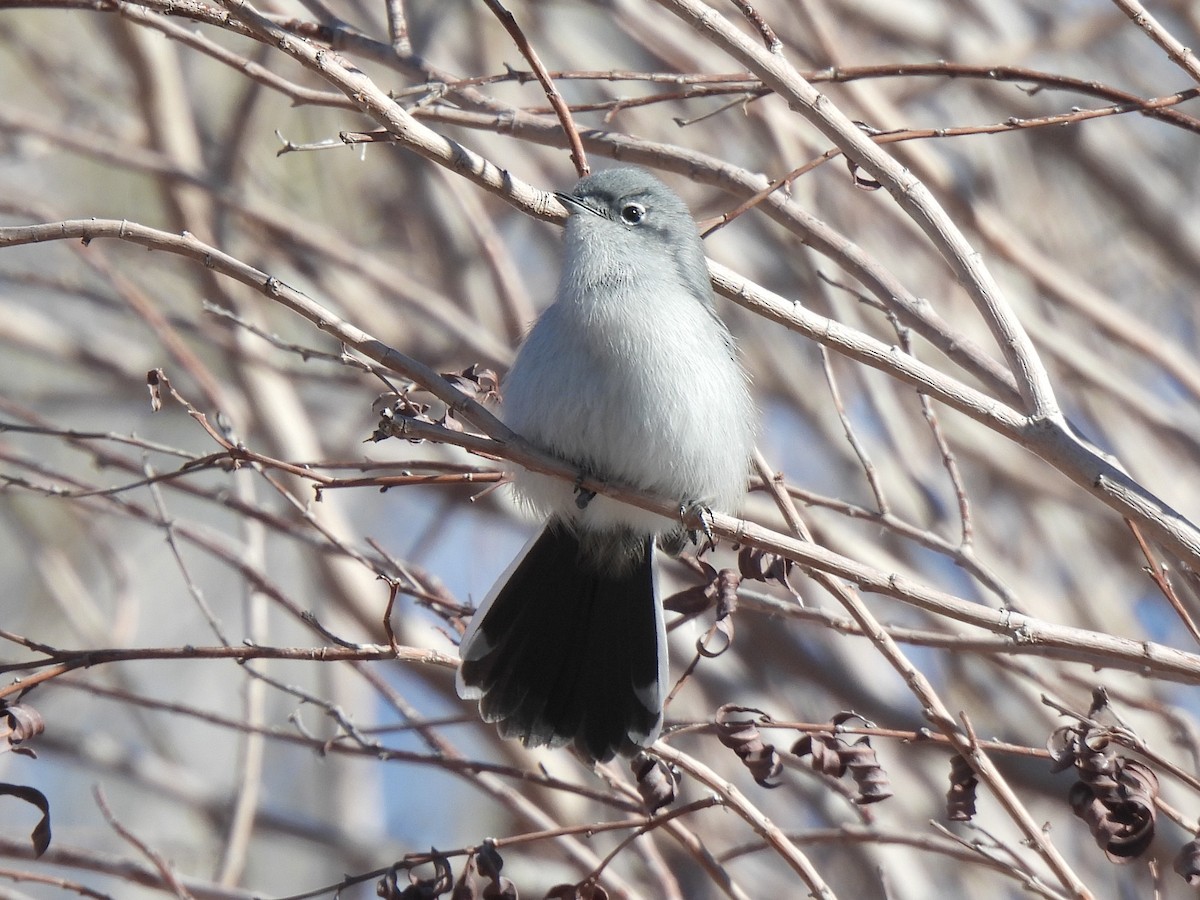 Black-tailed Gnatcatcher - ML646433829
