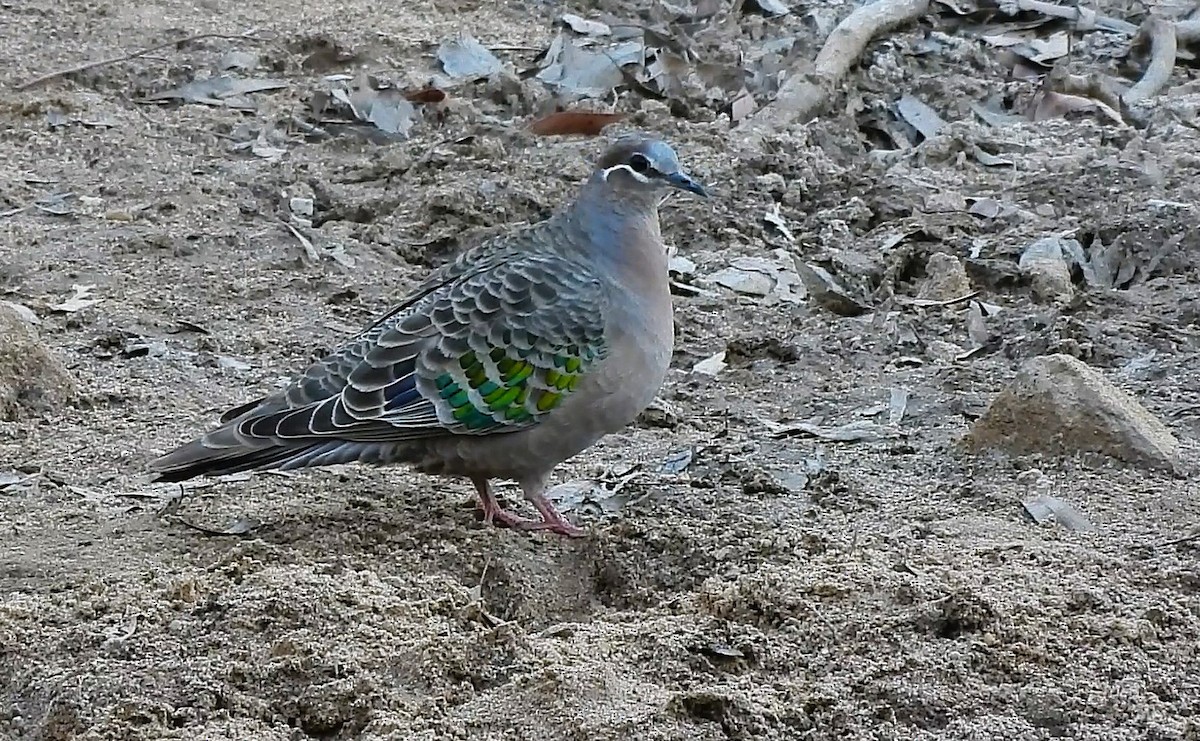 Common Bronzewing - ML646433831