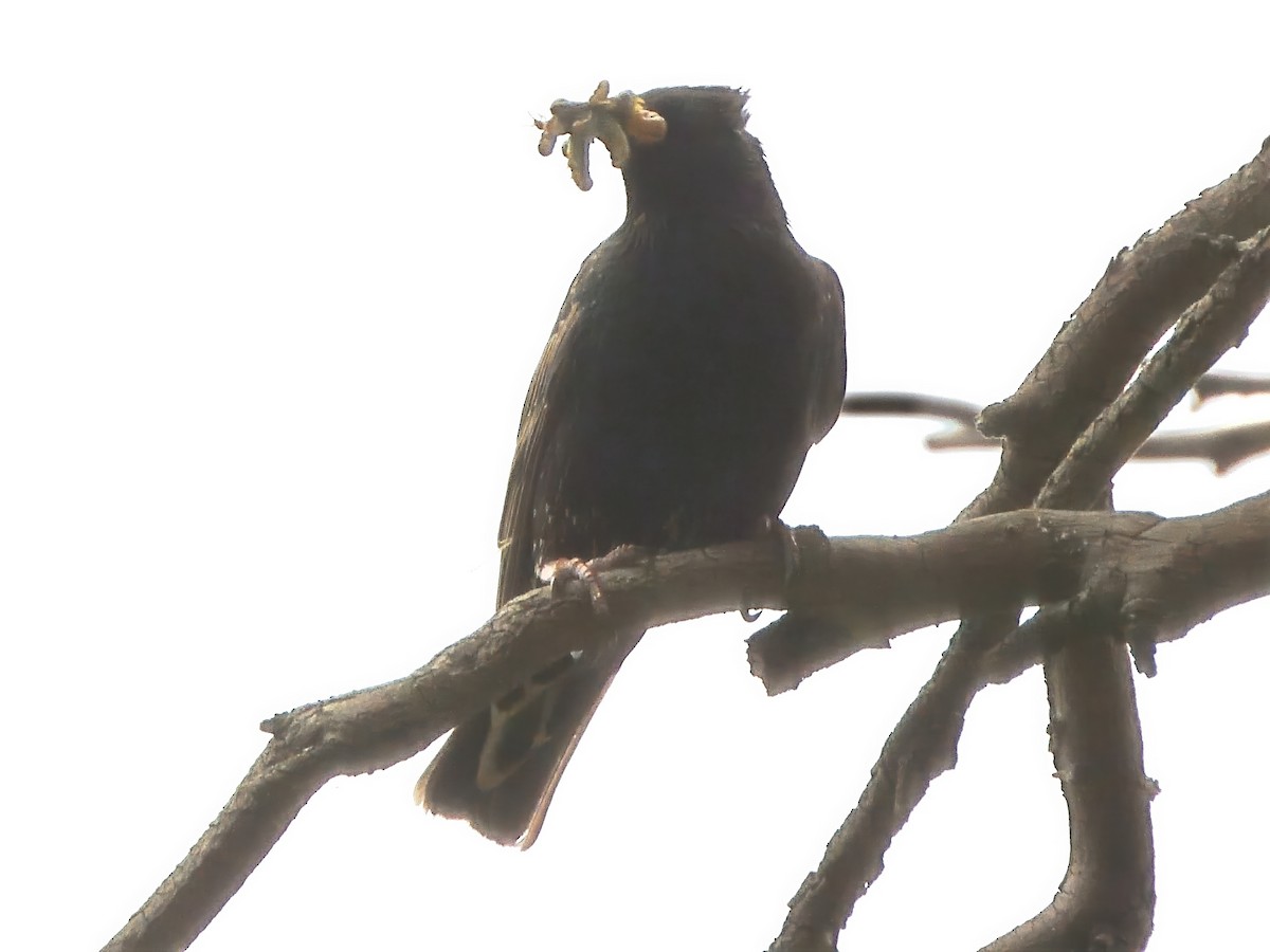 European Starling - ML646433833