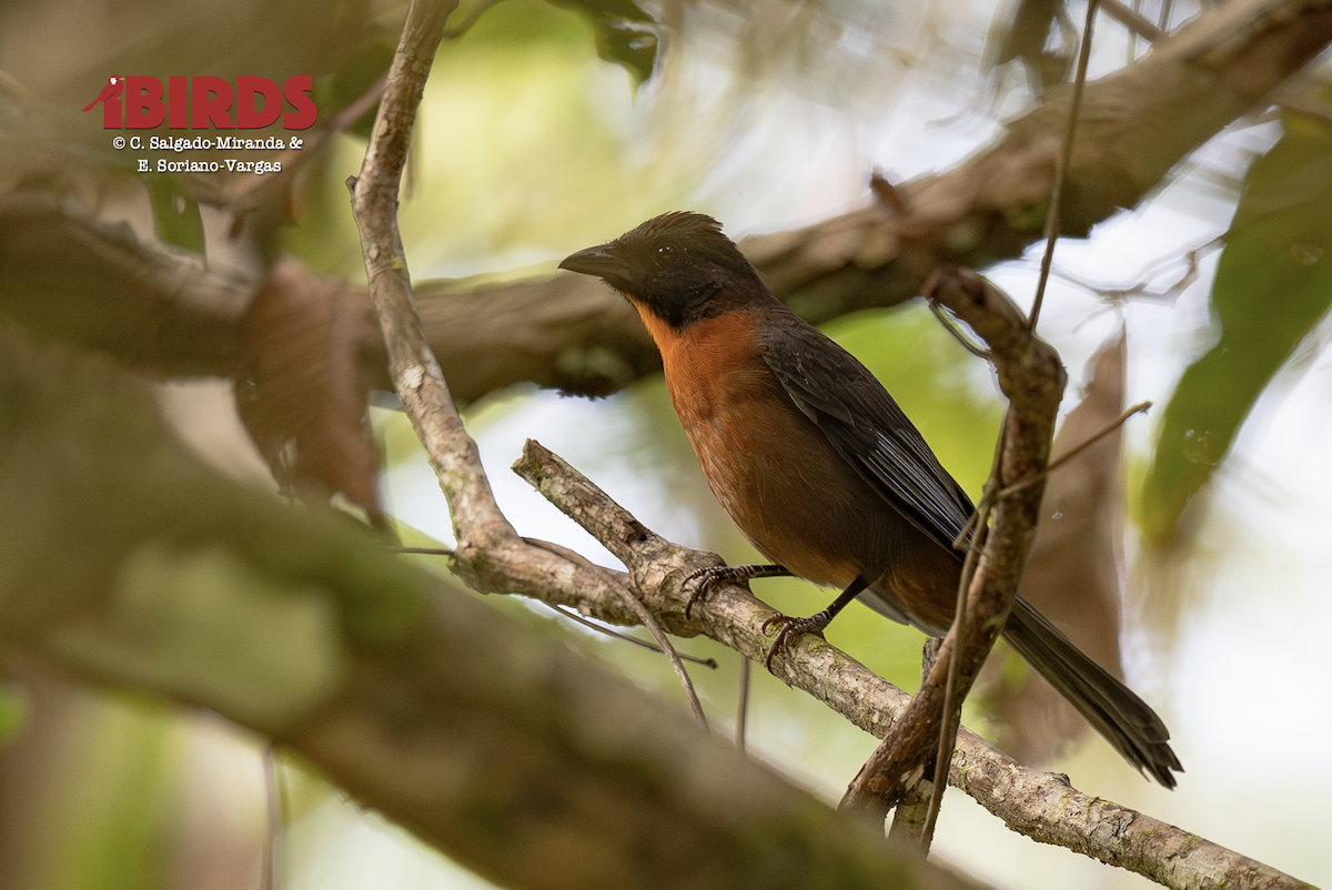 Black-cheeked Ant-Tanager - ML646433834