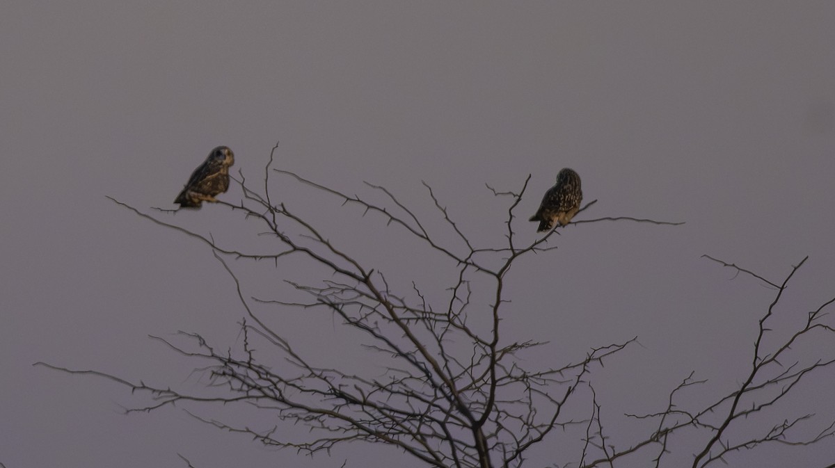 Short-eared Owl - ML646433835