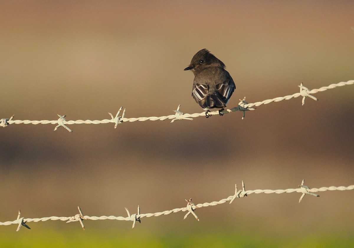 Black Phoebe - ML646433837