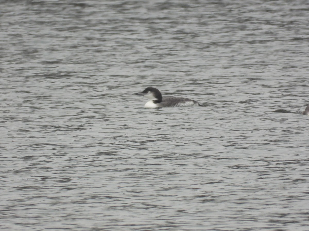 potáplice lední - ML646433842