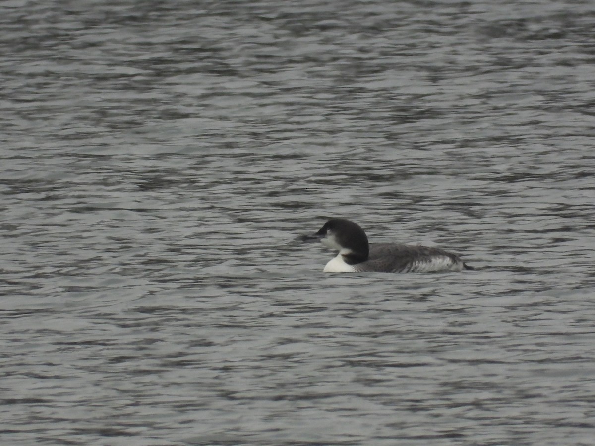 potáplice lední - ML646433843