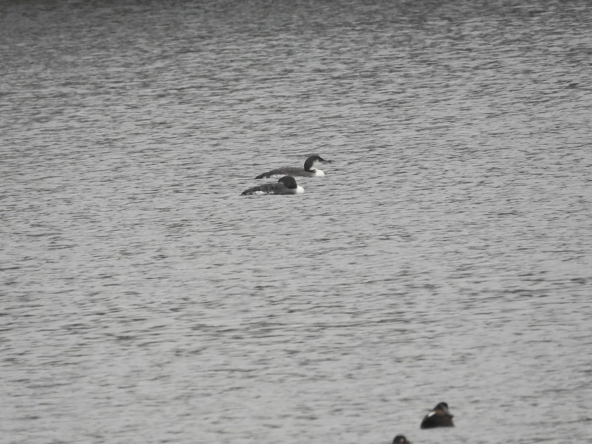 potáplice lední - ML646433844