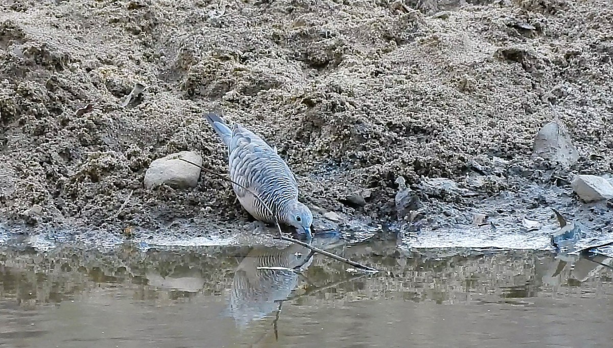 Peaceful Dove - ML646433846