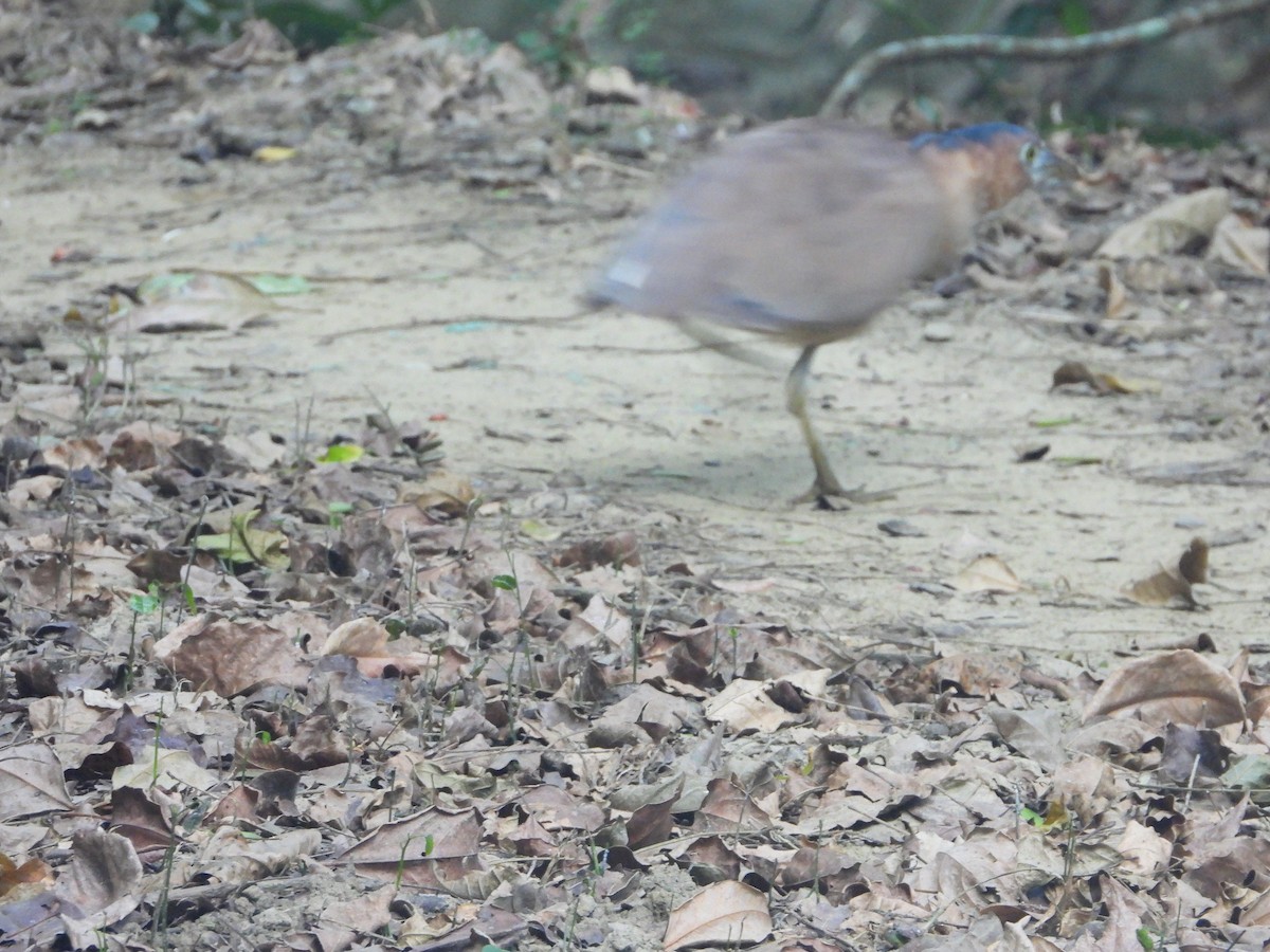 Bihoreau malais - ML646433848