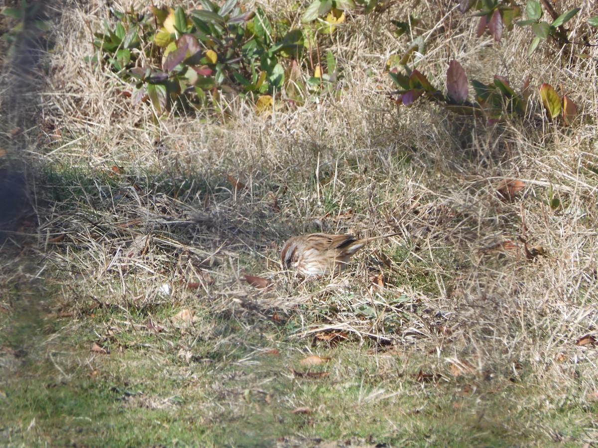 Song Sparrow - ML646433849