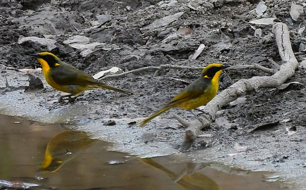 Yellow-tufted Honeyeater - ML646433853