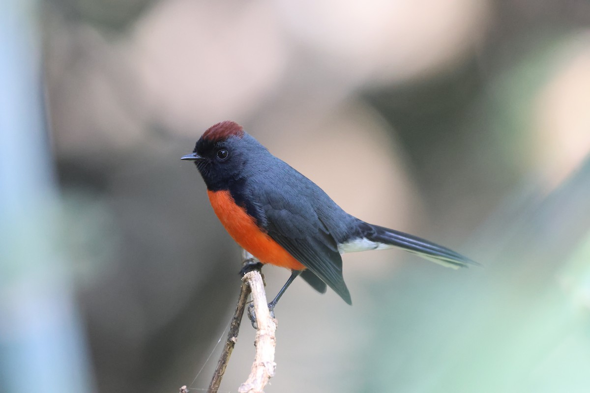 Slate-throated Redstart - ML646433855