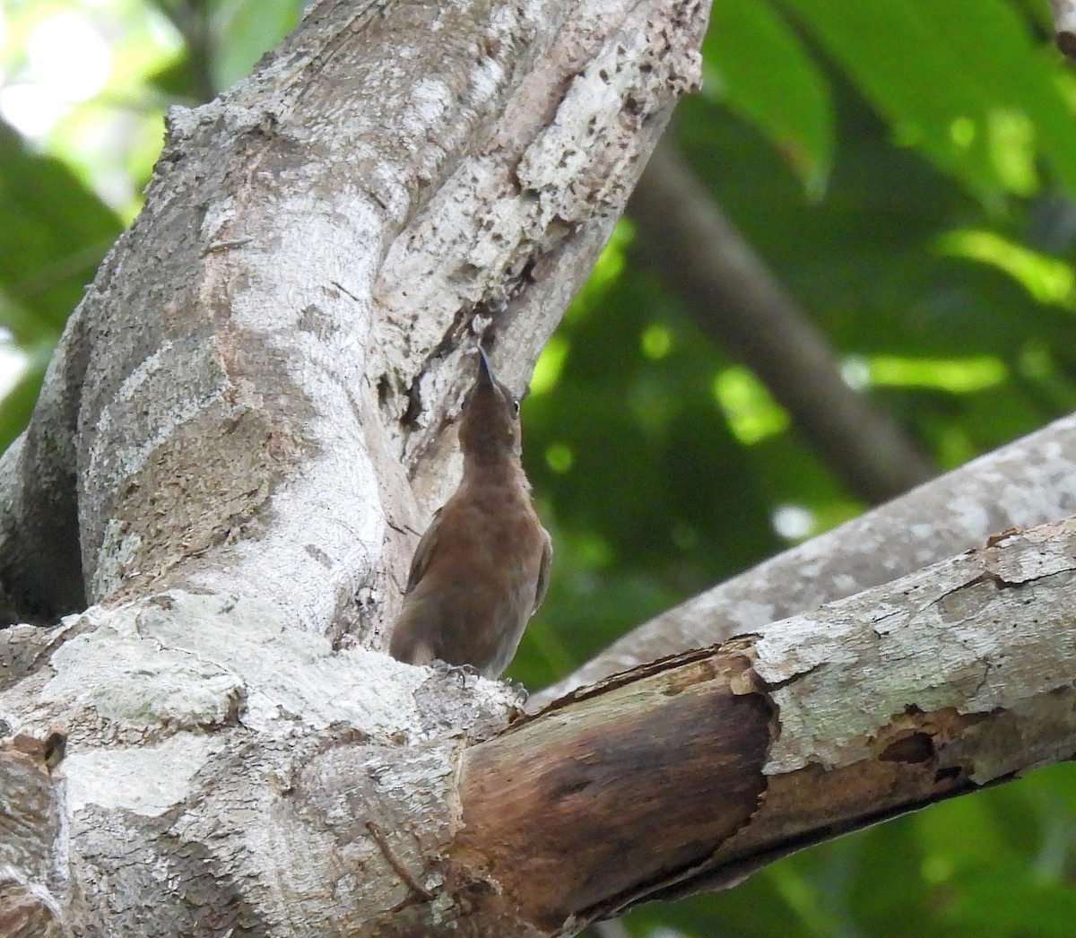 Queensland-Honigfresser - ML646433856