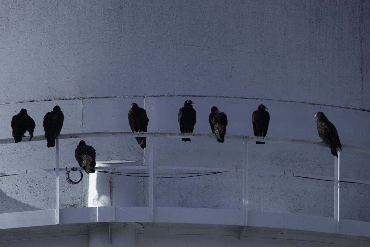 Катарта чорна - ML646433857